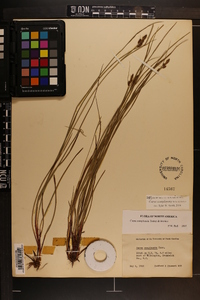 Carex complanata image