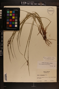 Carex complanata image