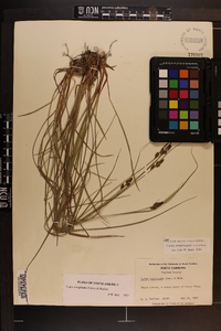 Carex complanata image