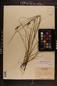 Carex complanata image