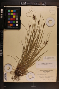 Carex complanata image