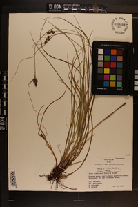 Carex complanata image