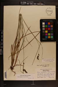 Carex complanata image