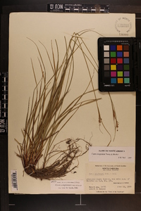 Carex complanata image