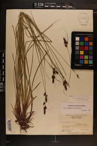 Carex complanata image