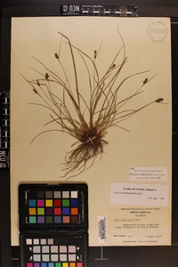 Carex complanata image