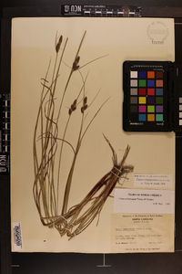 Carex complanata image