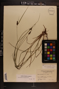 Carex complanata image