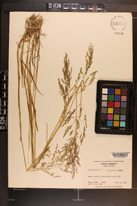 Poa trivialis image