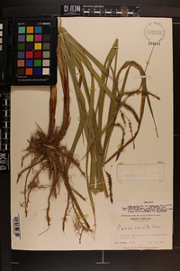 Carex crinita var. brevicrinis image