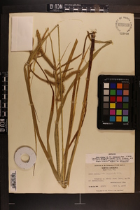 Carex crinita var. brevicrinis image