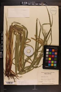 Carex crinita var. brevicrinis image