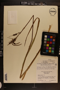 Carex crinita var. brevicrinis image