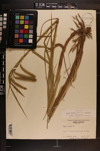 Carex crinita var. crinita image