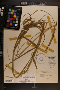 Carex crinita var. crinita image