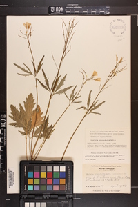 Cardamine angustata image