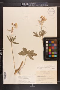 Cardamine angustata image