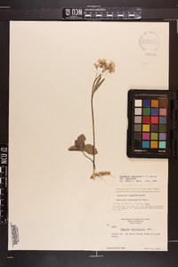 Cardamine angustata image