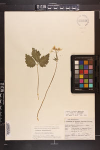 Cardamine angustata image