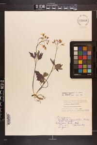 Cardamine angustata image