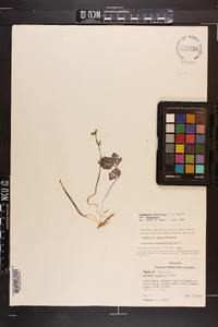 Cardamine angustata image