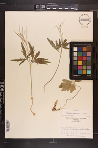 Cardamine angustata image