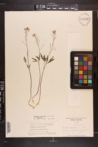 Cardamine angustata image