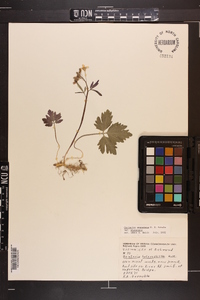 Cardamine angustata image