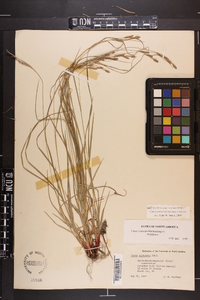 Carex virescens image