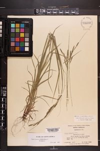 Carex virescens image