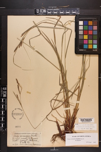 Carex virescens image