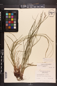 Carex virescens image