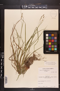 Carex virescens image