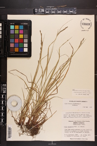 Carex virescens image