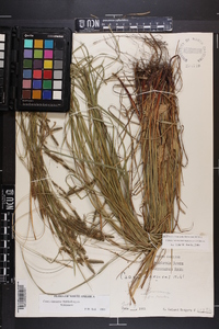 Carex virescens image