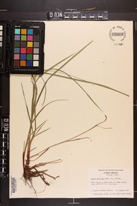 Carex virescens image