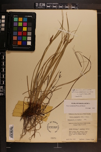 Carex complanata image