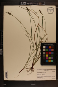 Carex complanata image