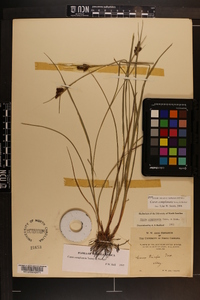 Carex complanata image