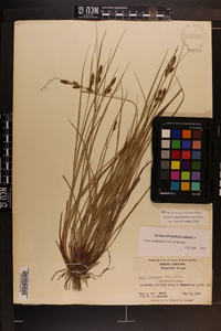 Carex complanata image