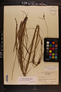 Carex complanata image