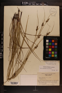 Carex complanata image