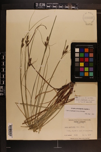 Carex complanata image