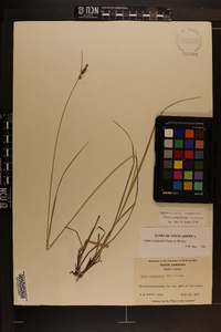 Carex complanata image