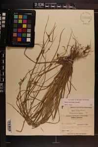 Carex corrugata image