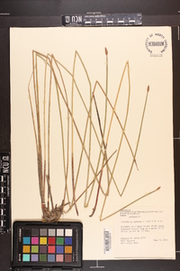 Eleocharis montana image