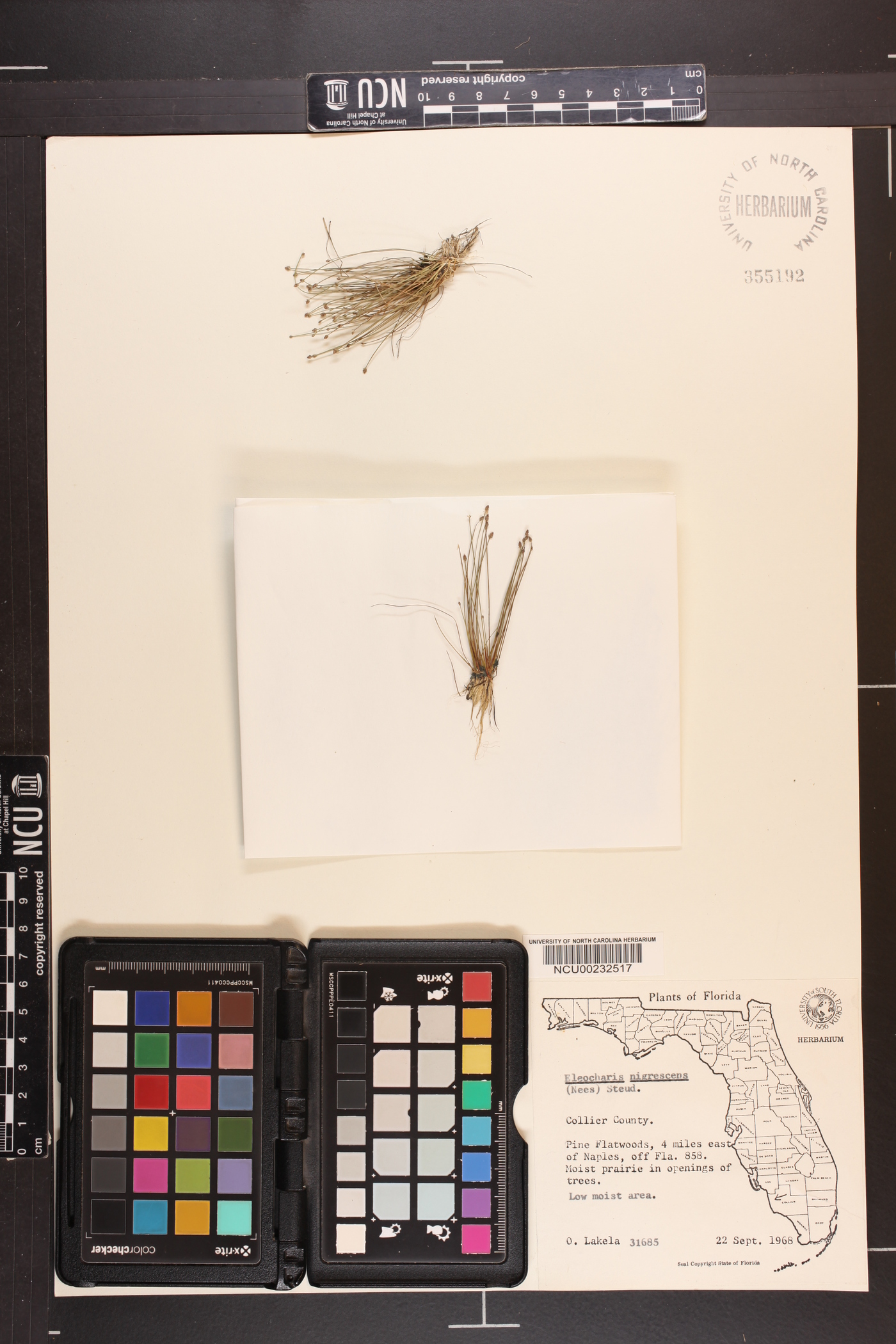 Eleocharis nigrescens image