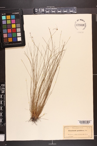 Eleocharis vivipara image