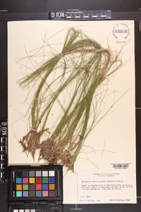 Eleocharis tortilis image