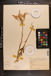 Lilium catesbaei var. longii image